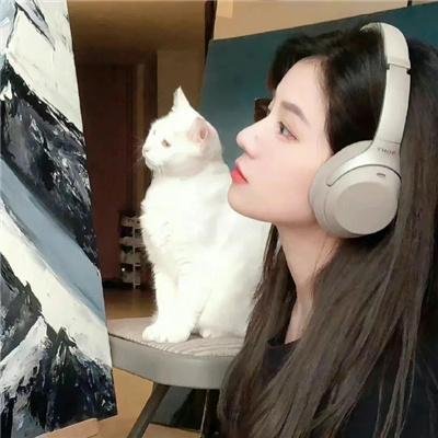小野猫的公路历险记